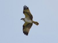 Fischadler (Pandion haliaetus) 17